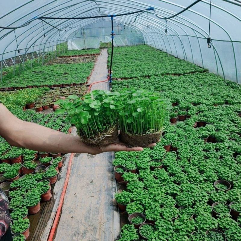 水培大铜钱草盆栽室内办公桌面茶几吸甲醛好养易活的绿植四季