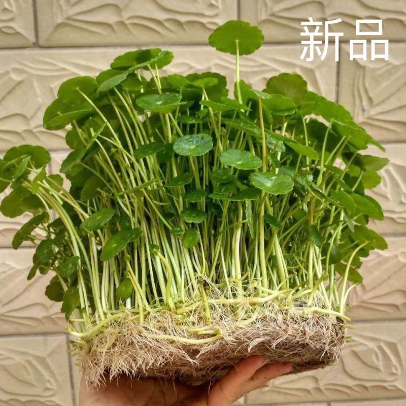 水培大铜钱草盆栽室内办公桌面茶几吸甲醛好养易活的绿植四季