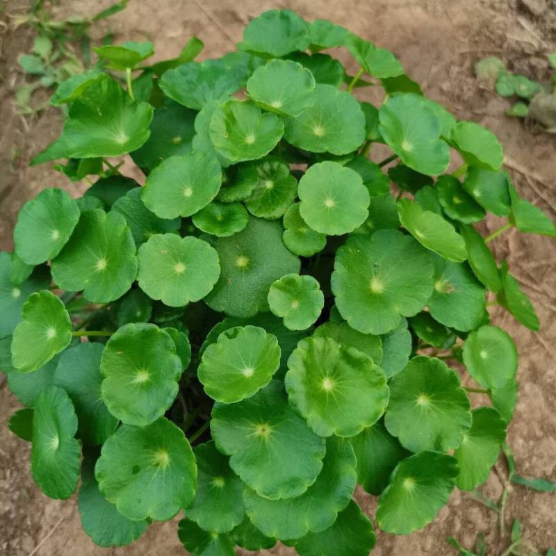 水培大铜钱草盆栽室内办公桌面茶几吸甲醛好养易活的绿植四季