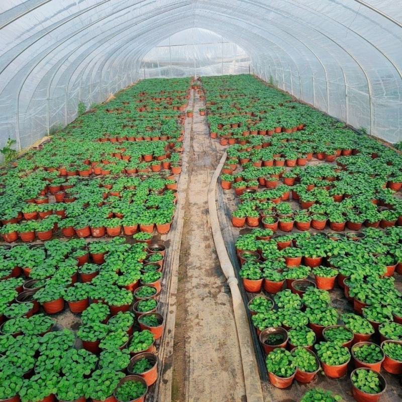 水培大铜钱草盆栽室内办公桌面茶几吸甲醛好养易活的绿植四季