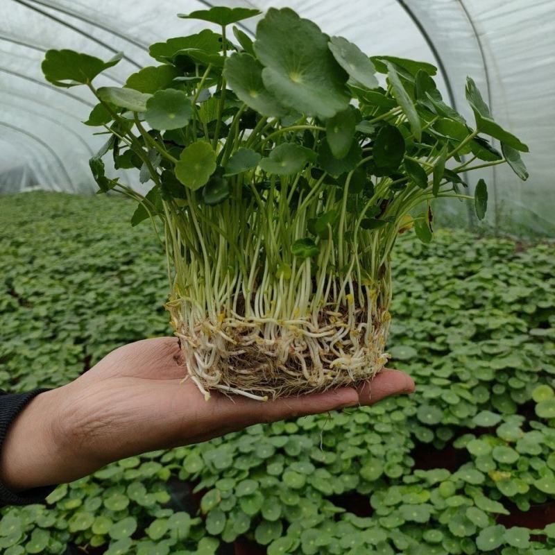 水培大铜钱草盆栽室内办公桌面茶几吸甲醛好养易活的绿植四季