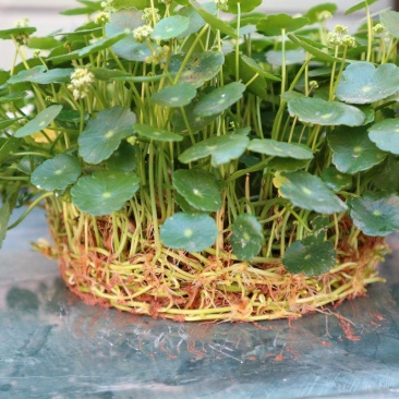 水培大铜钱草盆栽室内办公桌面茶几吸甲醛好养易活的绿植四季