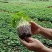 水培大铜钱草盆栽室内办公桌面茶几吸甲醛好养易活的绿植四季