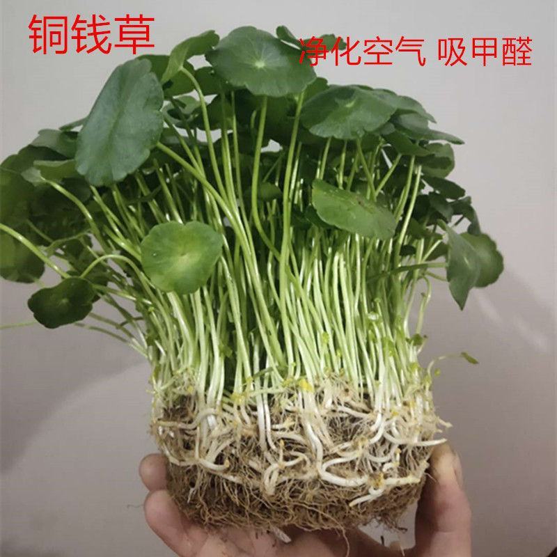 水培大铜钱草盆栽室内办公桌面茶几吸甲醛好养易活的绿植四季