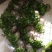 水培大铜钱草盆栽室内办公桌面茶几吸甲醛好养易活的绿植四季
