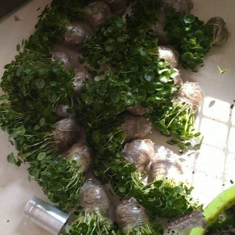 水培大铜钱草盆栽室内办公桌面茶几吸甲醛好养易活的绿植四季
