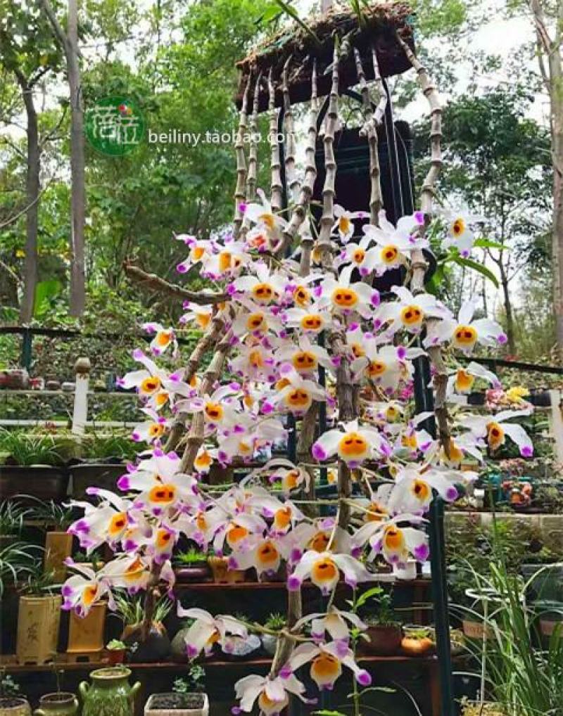 束花石斛，大苞鞘，金钗石斛，短棒石斛，批发零售