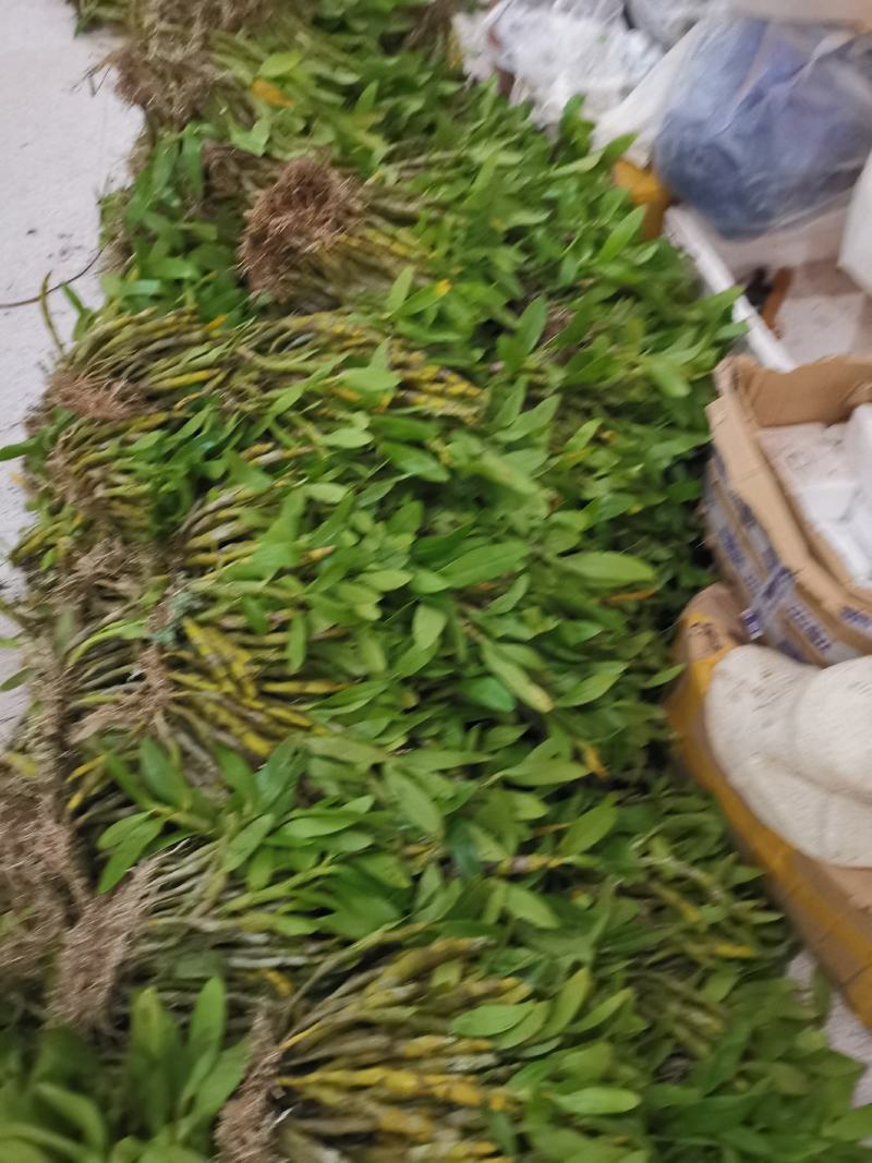 束花石斛，大苞鞘，金钗石斛，短棒石斛，批发零售