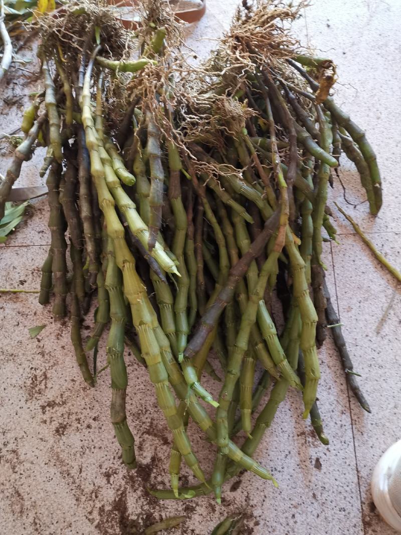 束花石斛，大苞鞘，金钗石斛，短棒石斛，批发零售