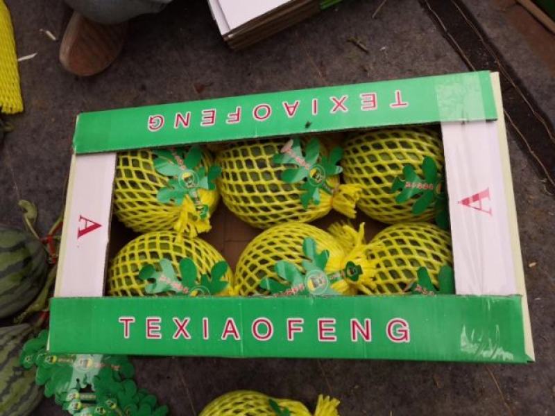 优质特小凤西瓜产地继续大量供应中货源充足需要的联系我