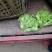 儿菜，筒阳农户儿菜，，