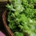 儿菜，筒阳农户儿菜，，