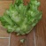 儿菜，筒阳农户儿菜，，
