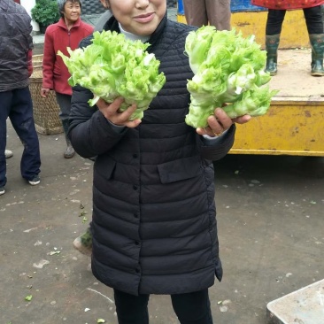 儿菜，筒阳农户儿菜，，