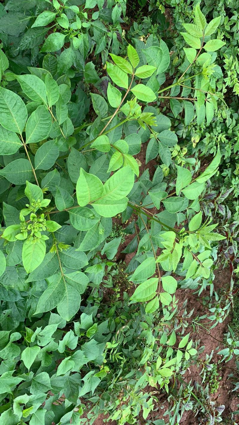 重庆中花吴茱萸苗1-2年苗，挂果早，产量高，腾地价低