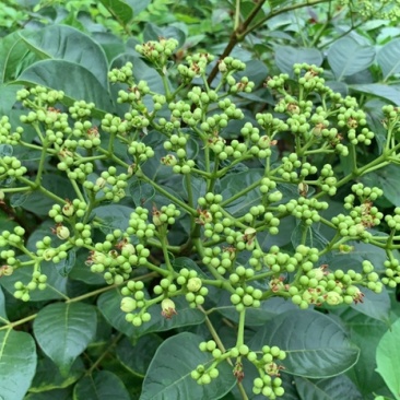 重庆中花吴茱萸苗1-2年苗，挂果早，产量高，腾地价低