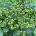 重庆中花吴茱萸苗1-2年苗，挂果早，产量高，腾地价低