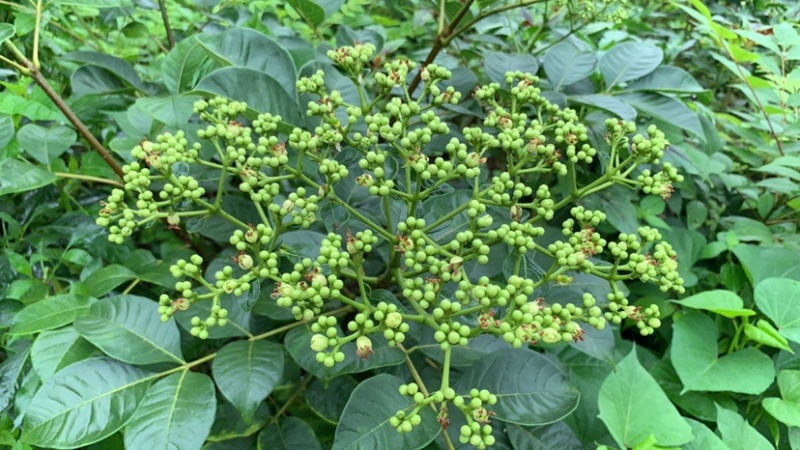重庆中花吴茱萸苗1-2年苗，挂果早，产量高，腾地价低