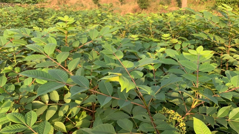 重庆中花吴茱萸苗1-2年苗，挂果早，产量高，腾地价低