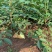 重庆中花吴茱萸苗1-2年苗，挂果早，产量高，腾地价低