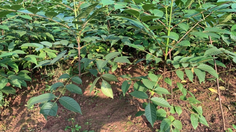 重庆中花吴茱萸苗1-2年苗，挂果早，产量高，腾地价低