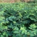 重庆中花吴茱萸苗1-2年苗，挂果早，产量高，腾地价低