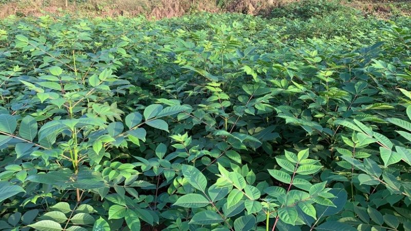 重庆中花吴茱萸苗1-2年苗，挂果早，产量高，腾地价低