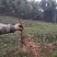 重庆中花吴茱萸苗1-2年苗，挂果早，产量高，腾地价低