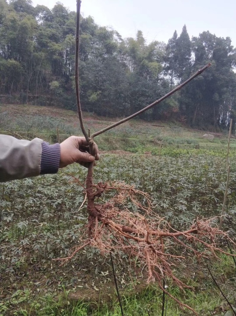 重庆中花吴茱萸苗1-2年苗，挂果早，产量高，腾地价低