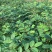 重庆中花吴茱萸苗1-2年苗，挂果早，产量高，腾地价低