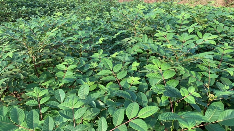 重庆中花吴茱萸苗1-2年苗，挂果早，产量高，腾地价低