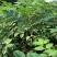 重庆中花吴茱萸苗1-2年苗，挂果早，产量高，腾地价低