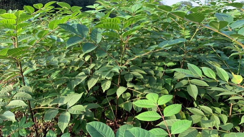 重庆中花吴茱萸苗1-2年苗，挂果早，产量高，腾地价低