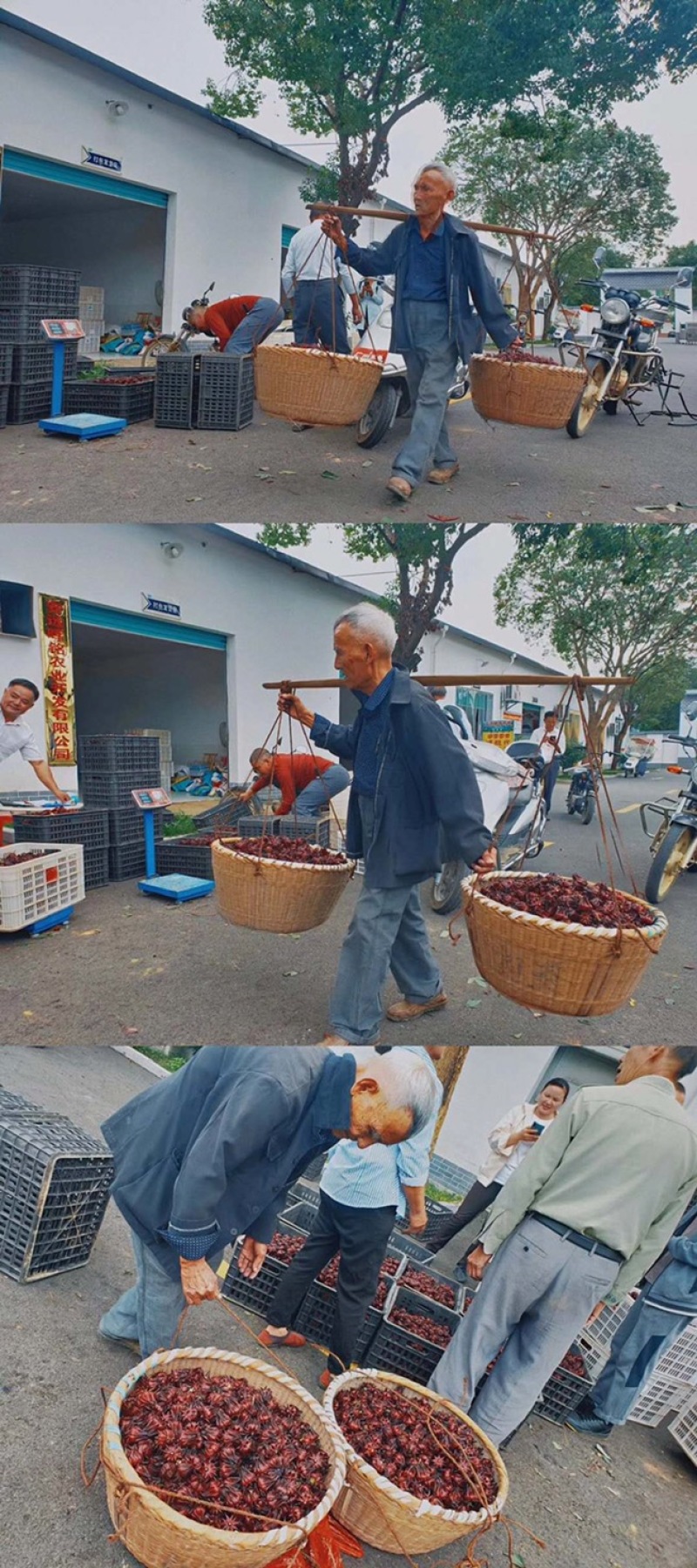 洛神花干品/大量供应/批发/原产地直供/品质让你放心