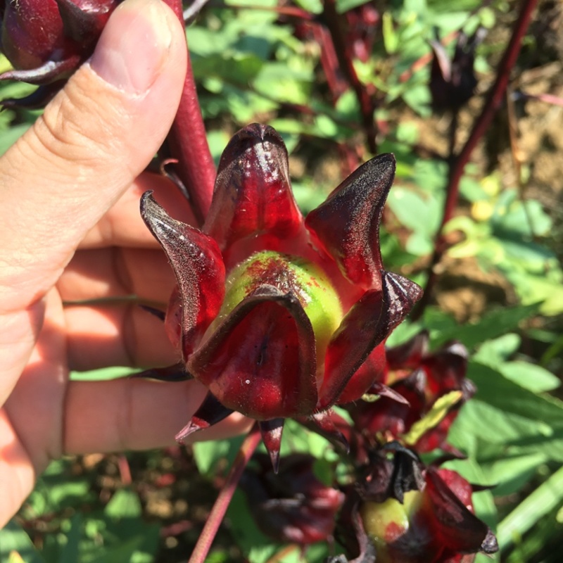 洛神花干品/大量供应/批发/原产地直供/品质让你放心