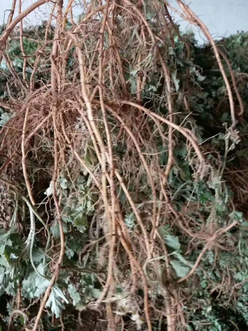 出售艾草种子，根，苗，纯度高，产量高，专业指导，可回收
