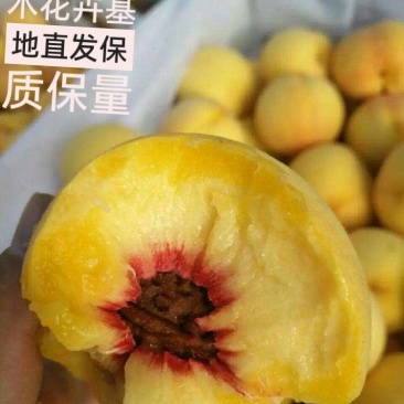 黄金蜜桃树苗含糖20%果实最大500克基地直发保品种