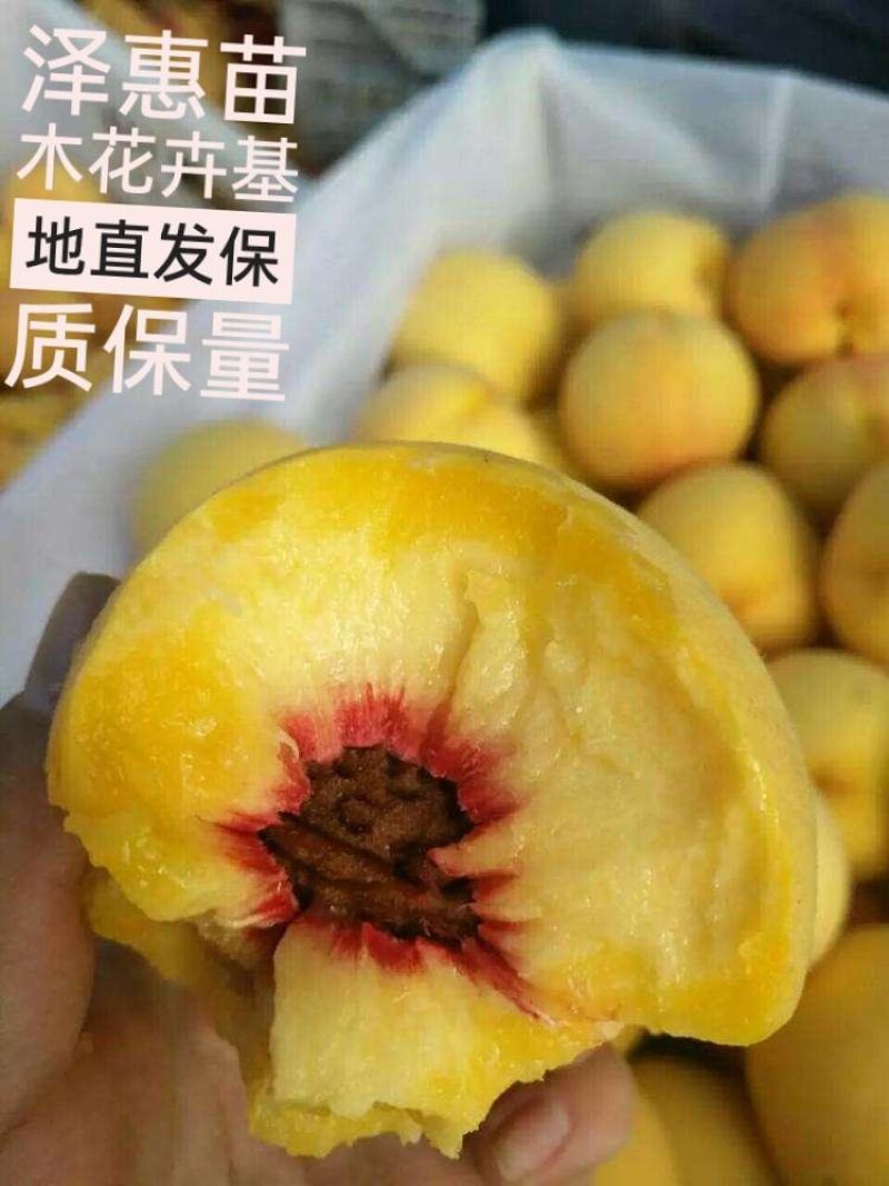 黄金蜜桃树苗含糖20%果实最大500克基地直发保品种