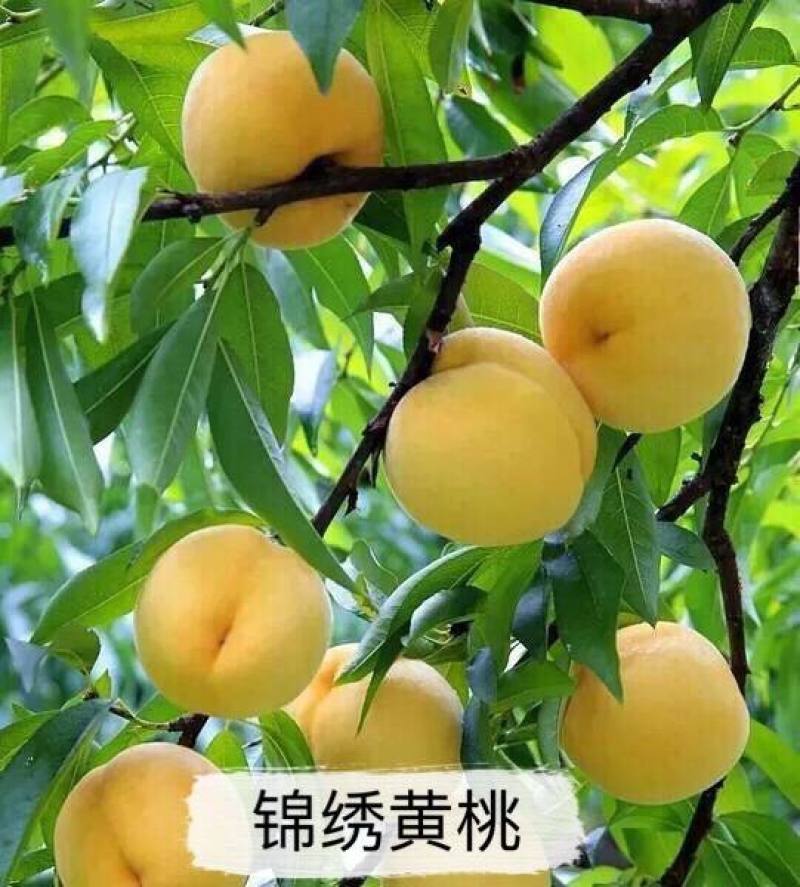 黄金蜜桃树苗含糖20%果实最大500克基地直发保品种