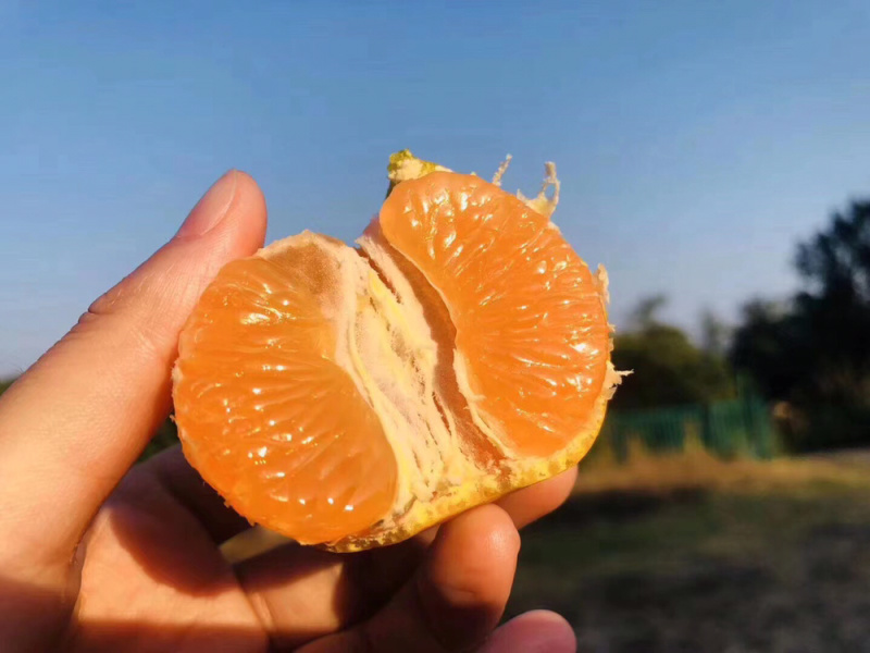 特早蜜橘火热销售中，皮薄味甜果园看货采摘，诚信经营。