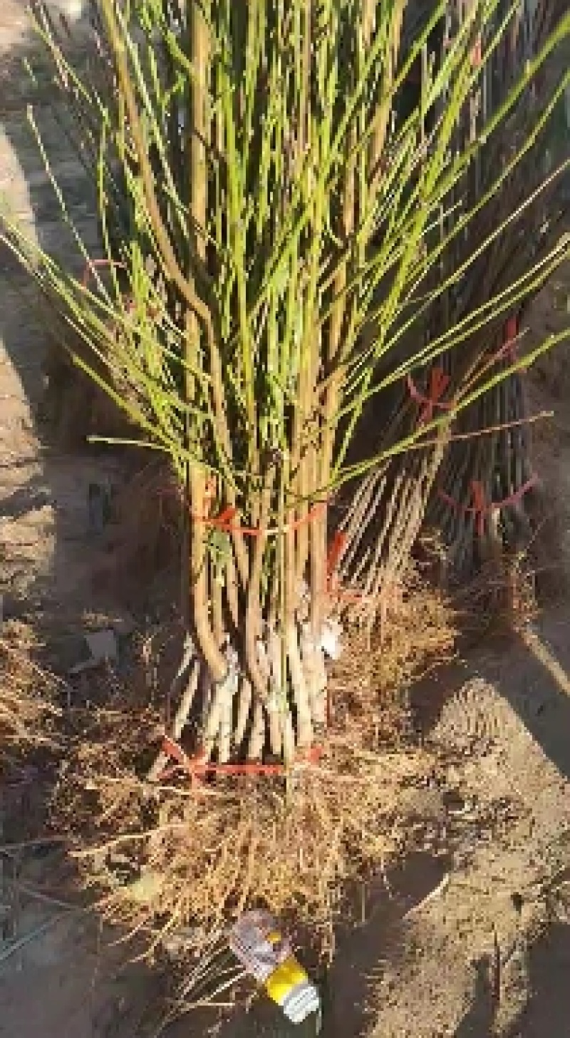 黄金蜜桃树苗含糖20%果实最大500克基地直发保品种