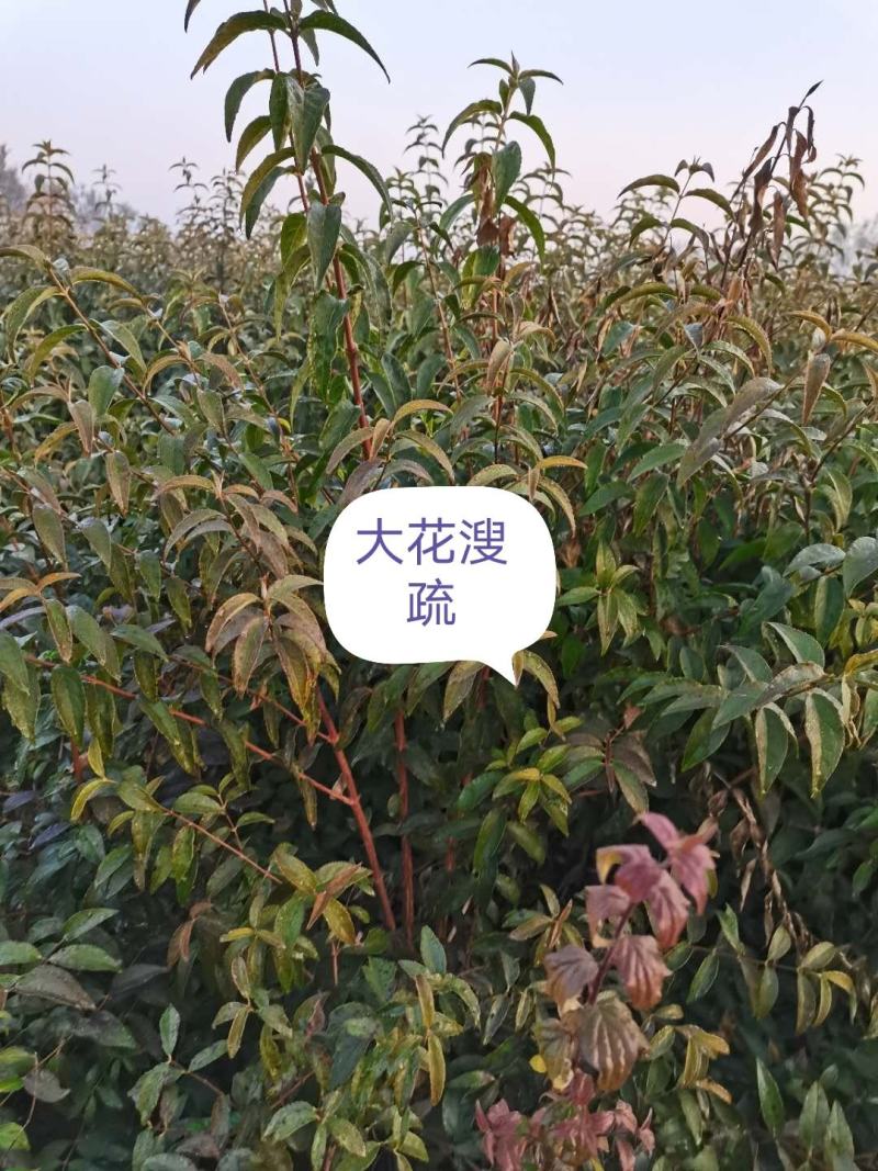 I河北大花溲疏，河北大花溲疏供应，河北大花溲疏基地