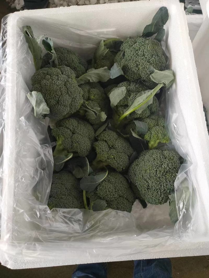 万亩基地耐寒优秀西兰花可提供各种规格包装