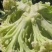 加工厂有机花菜，商品有机菜花，长期大量供应