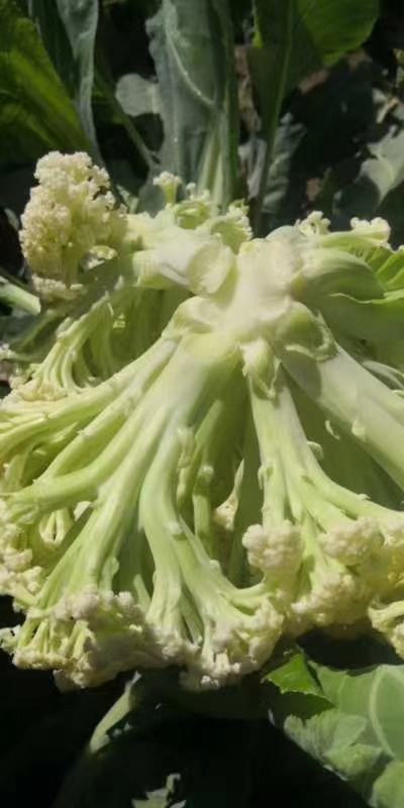 加工厂有机花菜，商品有机菜花，长期大量供应