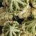 加工厂有机花菜，商品有机菜花，长期大量供应