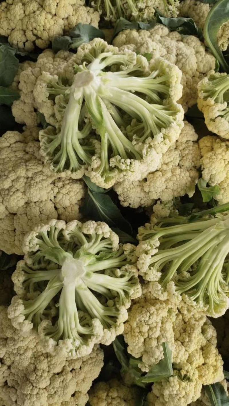 加工厂有机花菜，商品有机菜花，长期大量供应