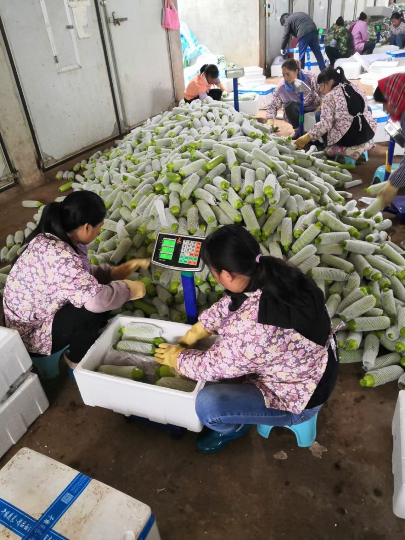 西葫芦西葫芦精品西葫芦西葫芦西湖小瓜