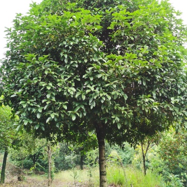 咸宁百桂园基地大量出售，15公分桂花树，品质好，价格低。