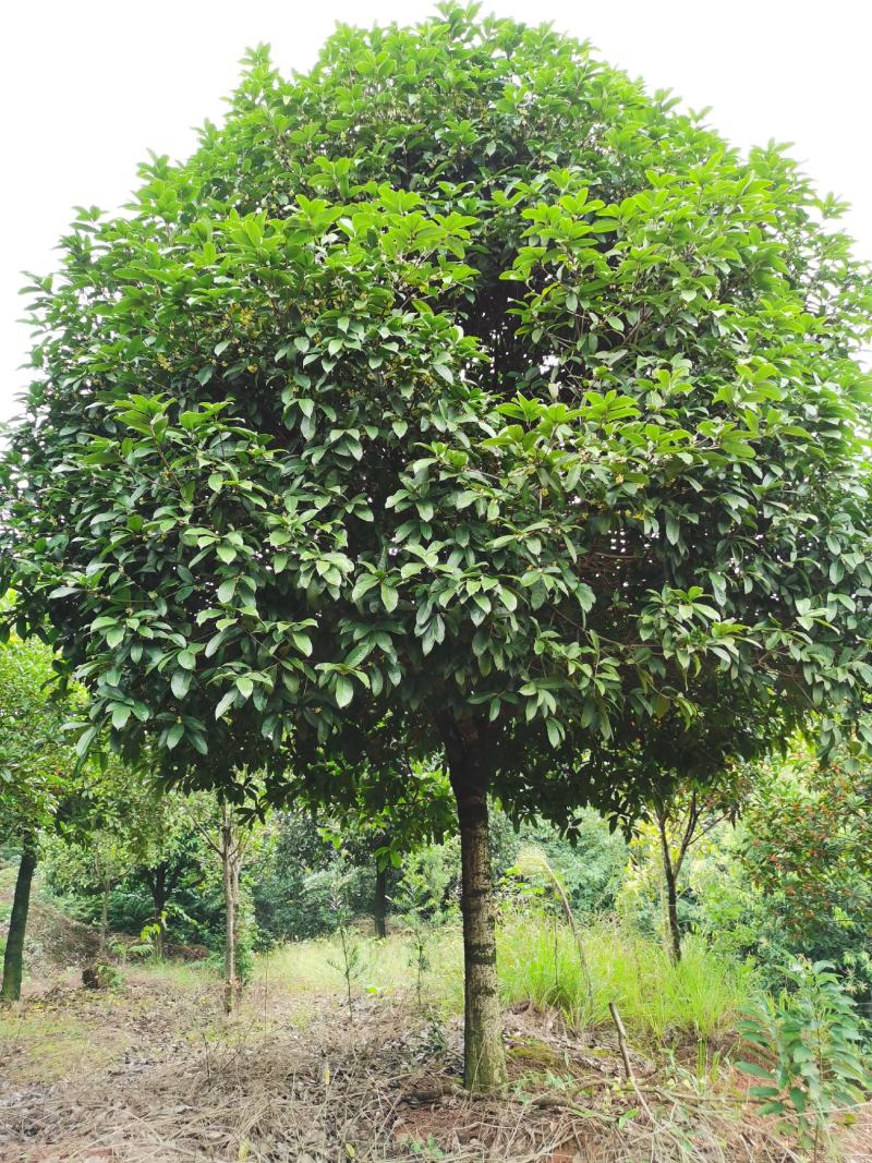 咸宁百桂园基地大量出售，15公分桂花树，品质好，价格低。